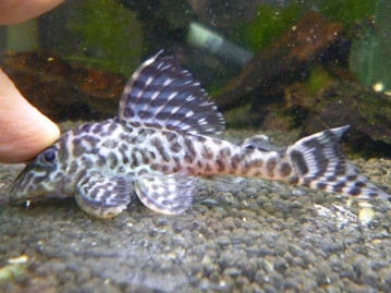 猩々チャボ（ ショウジョウチャボ）