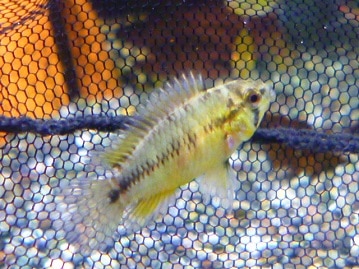 手乗りシルバー文鳥　　２０１９年３月３０日撮影