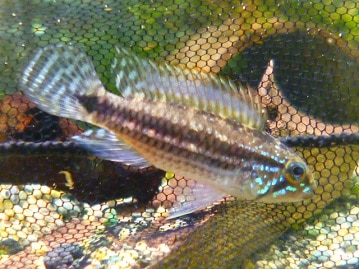 レッドモザイクカナリア