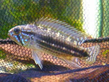 キエリボタンインコ