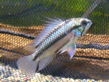 猩々チャボ（ ショウジョウチャボ）