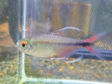 ジャンボキンカチョウ