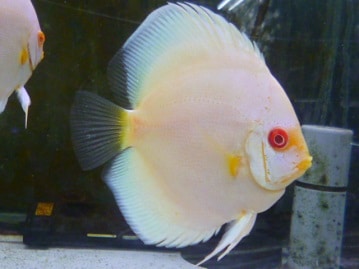 ヒノマルチョウ（日の丸鳥）