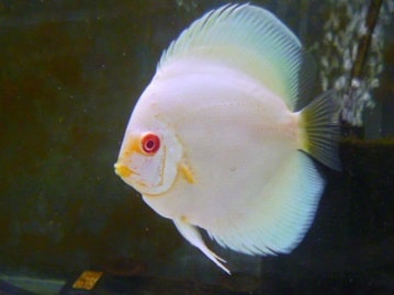 ヒノマルチョウ（日の丸鳥）