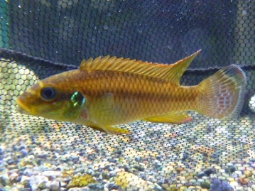 ヒノマルチョウ（日の丸鳥）