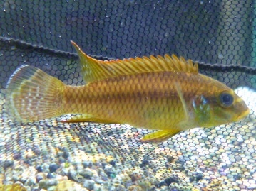 手乗りコザクラインコ　ノーマル　ヒナ　３月１６日