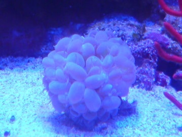 カナリアの仲間