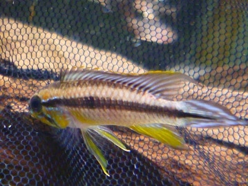 ライオンラビット