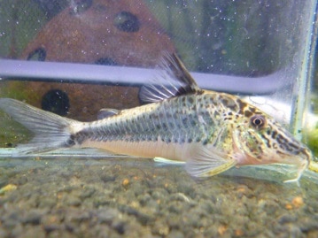 グリーンカナリア