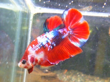 カナリアの仲間