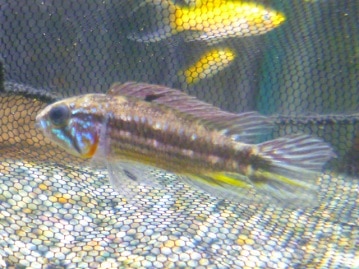 ライオンラビット