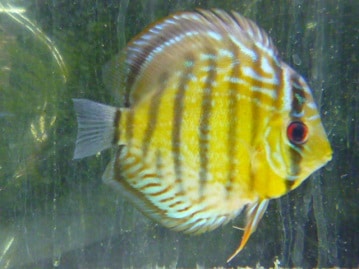 コザクラインコ　パステル　　２０１８年１２月入舎