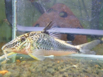 グリーンカナリア