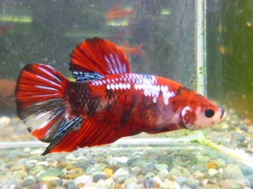 カナリアの仲間