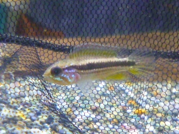 ライオンラビット