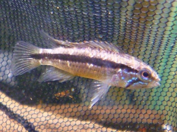 ライオンラビット