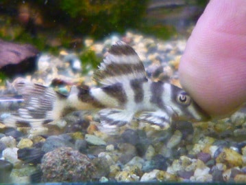 手乗りコザクラインコ　ノーマル　ヒナ　４月１５日