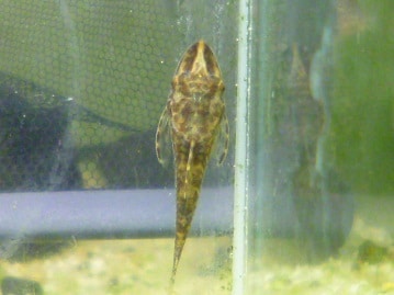 ライオンラビット