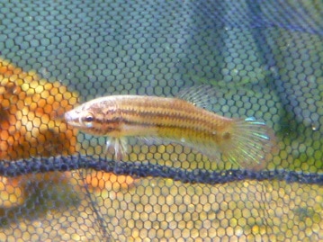 トイプードルの男の子　２０１９年４月１７日入舎