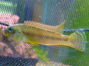 手乗りコザクラインコ　アメリカンチェリー　ヒナ　４月８日