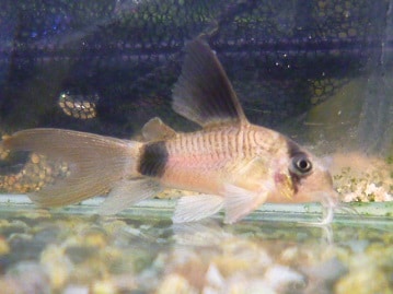 ライオンラビット