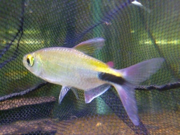 マメルリハ　シナモンイエローファロー　女の子　２０１９年４月１８日撮影