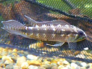 十姉妹（ジュウシマツ）