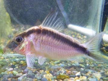 十姉妹（ジュウシマツ）