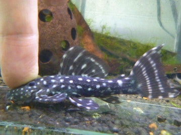 十姉妹（ジュウシマツ）