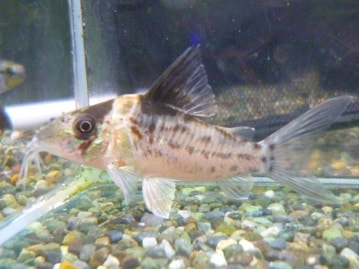 手乗りマメルリハ　ダイリュートコバルトパイド　女の子　ヒナ　４月１４日