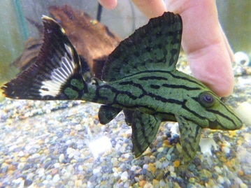 柴犬　女の子　２０１９年２月１５日生まれ