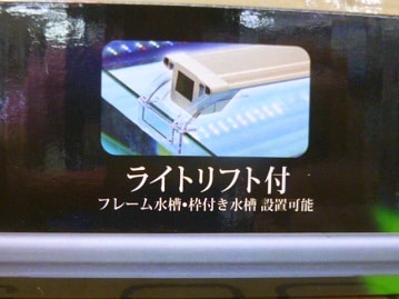 十姉妹（ジュウシマツ）