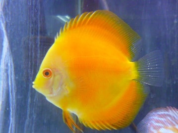 十姉妹（ジュウシマツ）