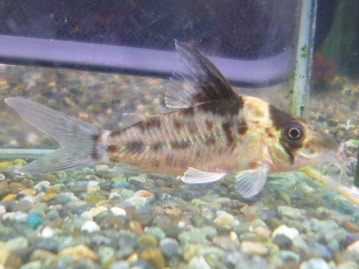 十姉妹（ジュウシマツ）