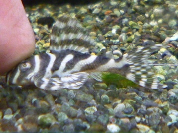 ホーランドロップ