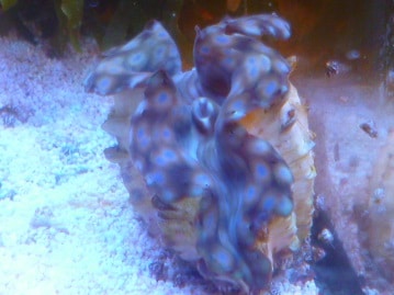 アキクサインコ（秋草インコ）