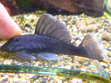 アキクサインコ（秋草インコ）