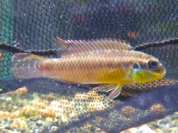 コミドリコンゴウインコ