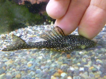 錦花鳥（キンカチョウ）