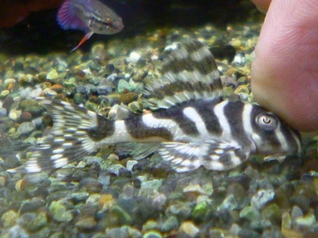 アキクサインコ（秋草インコ）