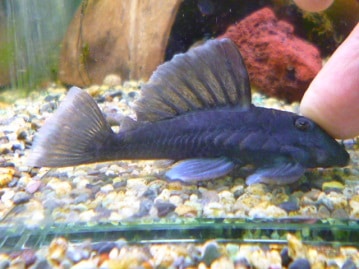 十姉妹（ジュウシマツ）