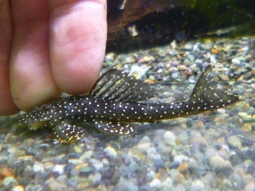 アキクサインコ（秋草インコ）