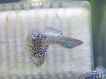 コミドリコンゴウインコ