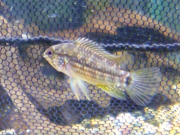 錦花鳥（キンカチョウ）