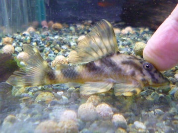 アキクサインコ（秋草インコ）