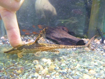 ホーランドロップ