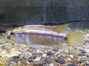 アキクサインコ（秋草インコ）