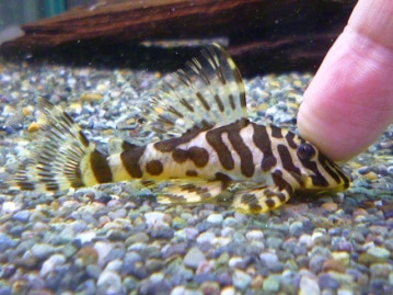 錦花鳥（キンカチョウ）