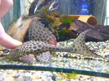 ウロコインコの仲間