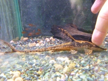 ホーランドロップ